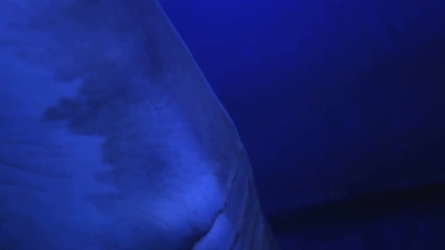 Shark teeth while swimming past.