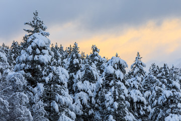 Christmas background with snowy fir trees