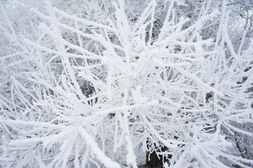 Winter trees in the snow