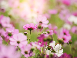 the pink cosmos flower in the garden field on beautiful sunny day