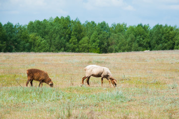 Flock of sheep on the meadow