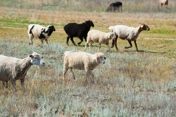 Flock of sheep on the meadow