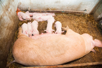 Little pigs breastfeeding in a pig farm