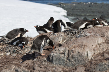 gentoo penguin preparing nest