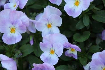 lila pansies