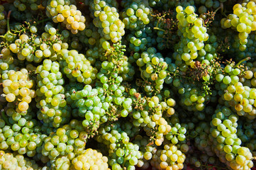 Vineyard. Grape harvesting