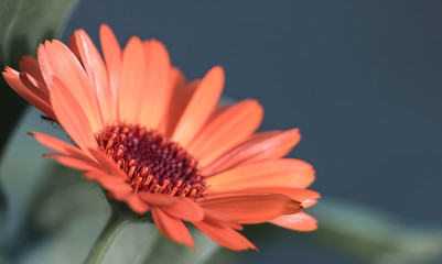 Gerbera