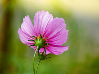 the pink cosmos flower in the garden field on beautiful sunny day
