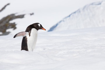 Fototapeta na wymiar Gentoo penguin, Antarctic peninsula