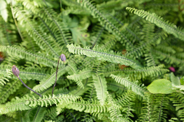 Closeup of green fern plant