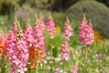 Pink Gilly flowers in a flowerbed
