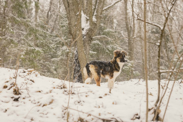 a dog alone in the woods in the winter. Snowing. A homeless animal. Humanism. Animal protection