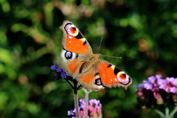 Schmetterling Pfauenauge am Eisenkraut