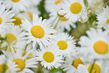 Obraz premium bright daisy flowers on a sunny day