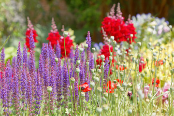 Beautiful lilac and red flowers in a flowerbed