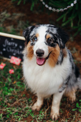 Smiling australian shepherd portrait under the christmas tree with wrapped gift boxes and black chalkboard with inscription: Merry Christmas. New year of the dog 2018 symbol concept.