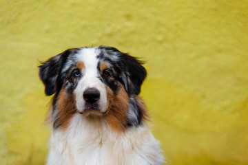 Serious australian shepherd portrait on background of bright yellow wall with copy space.