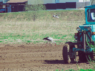Fototapeta na wymiar The white stork (Ciconia ciconia) in eating worms from the newly cropped land. The tractor cultivated field. Agriculture concept.