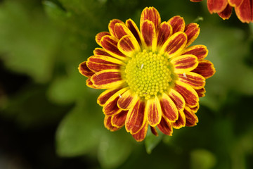 Indian chrysanthemum (Chrysanthemum indicum)