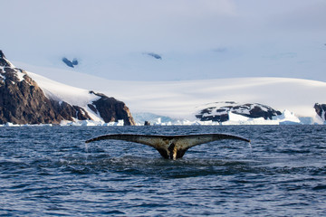 Fototapeta na wymiar Humpback whale, Antarctic peninsula