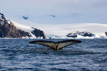 Fototapeta premium Humpback whale, Antarctic peninsula