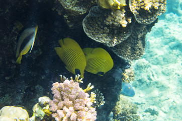 Naklejka na ściany i meble Reef fish in corals