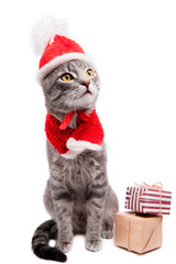 Grey tabby cat wears Santa's hat and surrounded with presents on white background. Christmas and New year concept