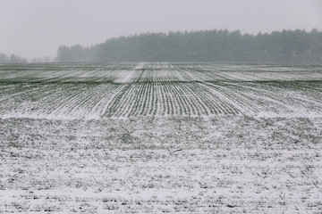 Agricultural field of winter wheat under the snow and mist.The green rows of young wheat on the white field.