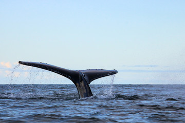 Humpback whale, Antarctic peninsula