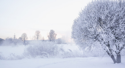 Winter beautiful landscape with heavy frost and fog.
