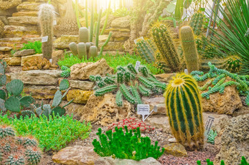 Cactus in the tropical deserts of North America close up.