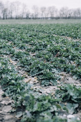 First snow on green canola field.