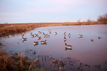 Decoy waterfowl on a calm rural lake or pond