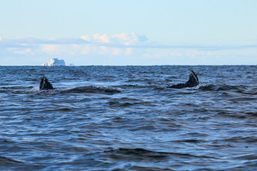 Fototapeta premium Humpback whale, Antarctic peninsula