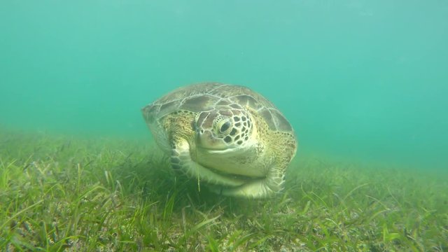A underwater shot of cool sea turtle in tropical blue ocean water