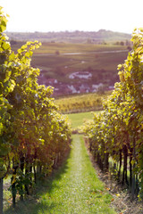 Fototapeta na wymiar wine field in germany