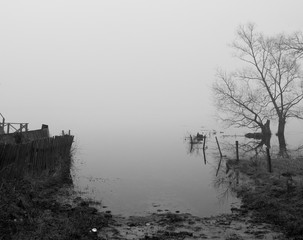 bezlistne drzewa stojąca na brzegu zamglonej jesiennej rzeki w pochmurny smutny dzień - obrazy, fototapety, plakaty