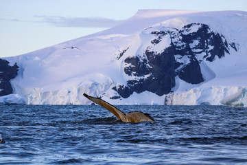 Humpback whale, Antarctic peninsula