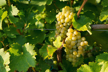 white wine grape berry