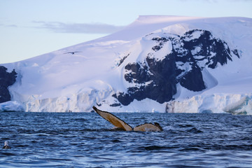 Humpback whale, Antarctic peninsula