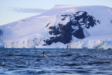 Humpback whale, Antarctic peninsula