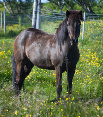 Fototapeta premium The Icelandic horse