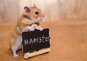 Cute hamster standing behind a blackboard with a word Hamster written on it (against a wooden background) as a pet school concept, copy space on the right