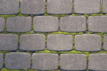 Gray paving slabs with a green moss