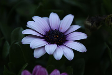 beautiful daisy