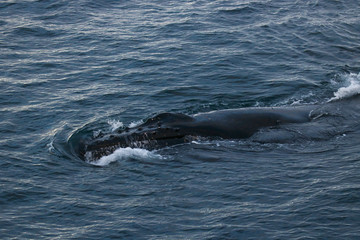 Humpback whale, Antarctic peninsula