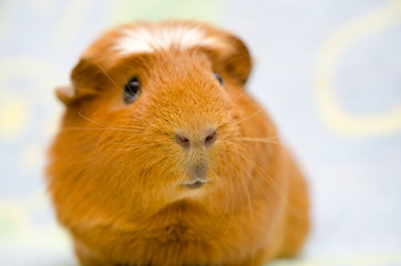 Cute funny-looking guinea pig against a bright background (selective focus on the guinea pig nose)