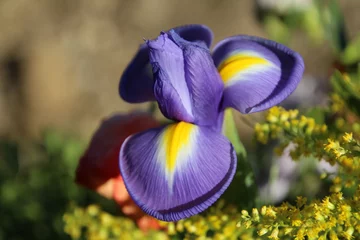 Crédence de cuisine en verre imprimé Iris purple iris