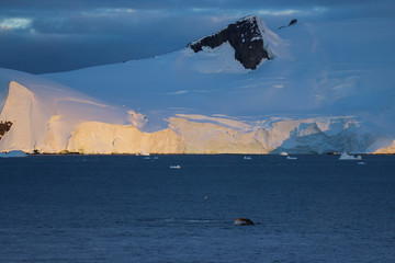 Humpback whale, Antarctic peninsula