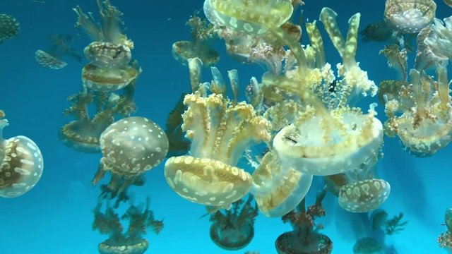 4K HD Video of spotted lagoon jellyfish swimming. Jellyfish or jellies are soft bodied, free swimming aquatic animals with a gelatinous umbrella shaped bell and trailing tentacles. 
